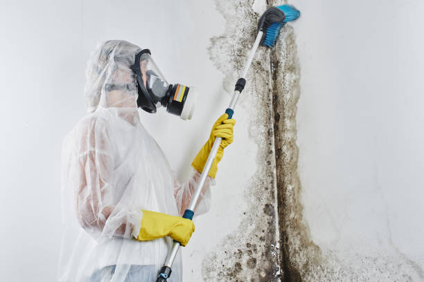 Best Emergency Mold Remediation in Lucasville, OH