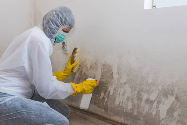 Best Insurance-Related Mold Remediation in Lucasville, OH