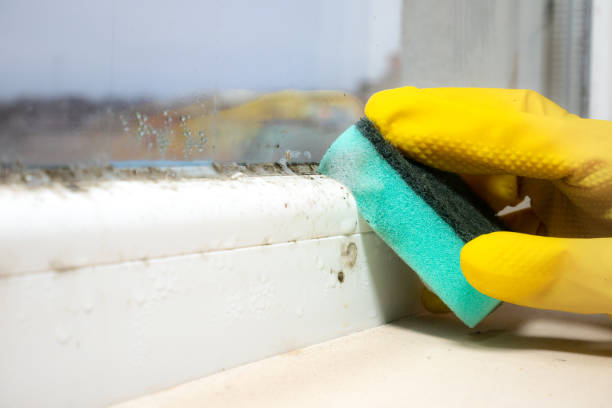 Best Post-Flood Mold Remediation in Lucasville, OH